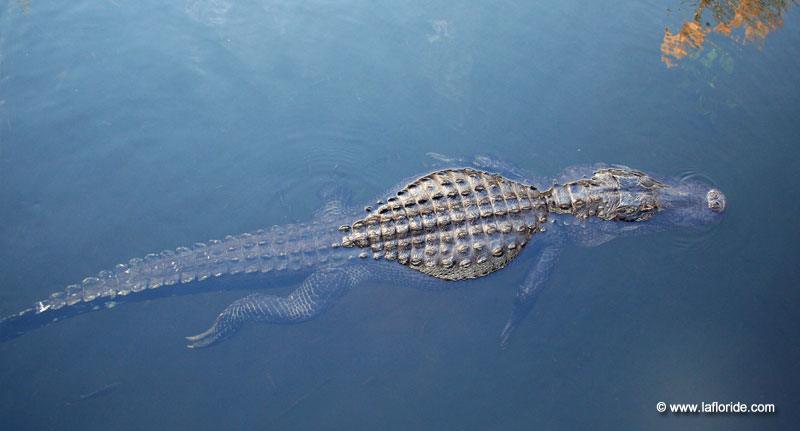 Alligator aux Everglades en Floride