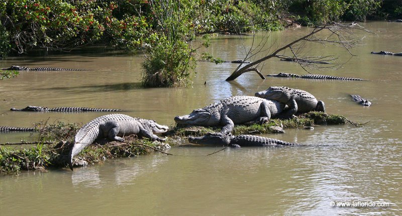 Ferme d'alligators en Floride