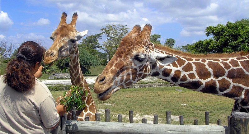 Girafes au Zoo de Miami