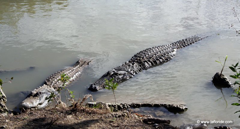 Alligators aux Everglades