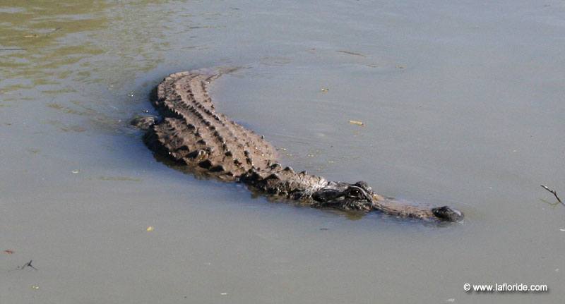 Alligator aux Everglades