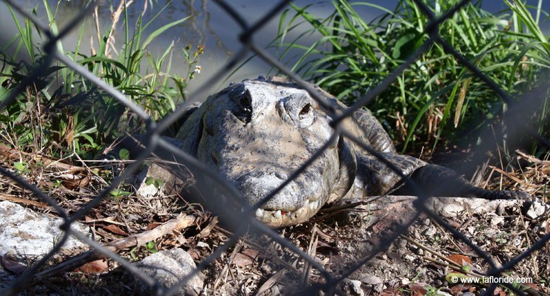 Everglades Alligator Farm