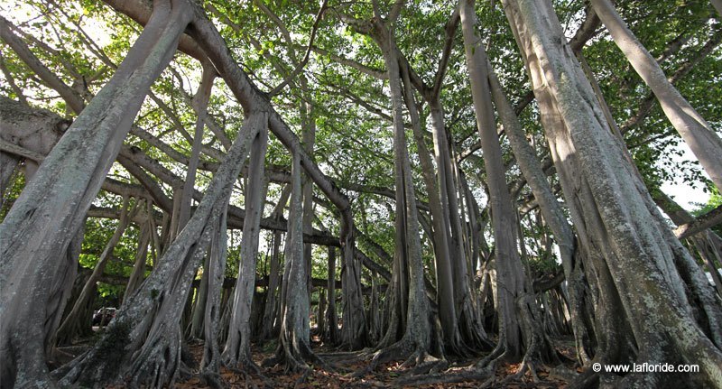 Banyan Tree en Floride