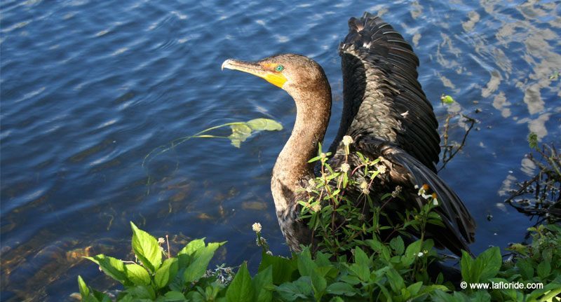 Cormoran à aigrettes aux Everglades