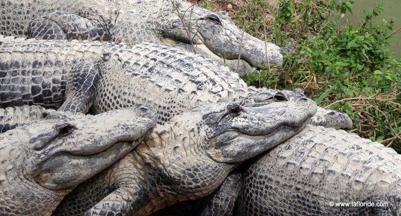 Everglades Alligator Farm