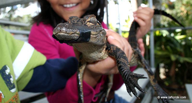 Everglades Alligator Farm