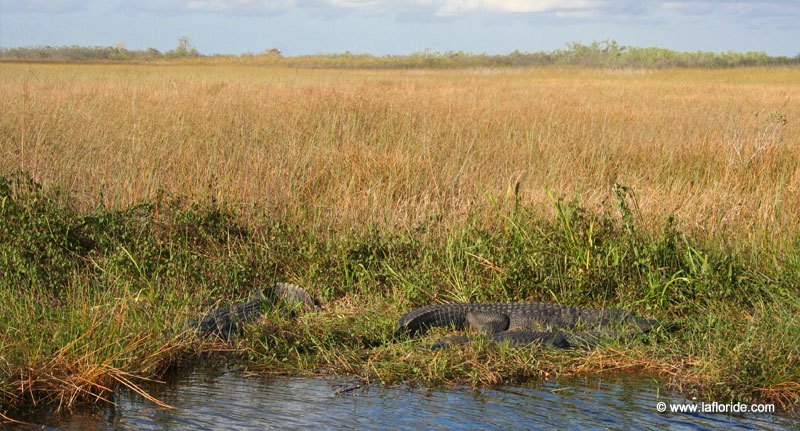 Alligators dans les Everglades