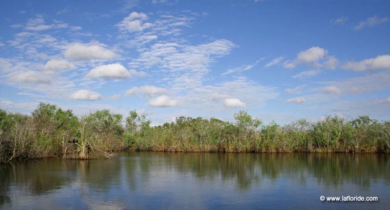 Flamingo aux Everglades, Floride