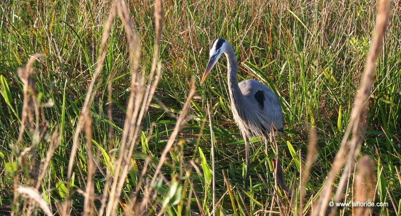 Héron dans les Everglades