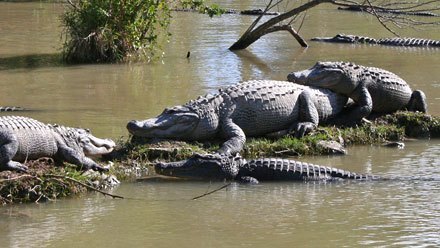 Les fermes d'alligators en Floride