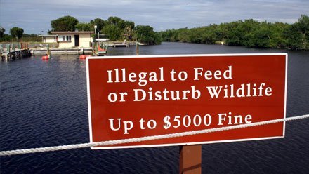 Les Everglades : infos pratiques