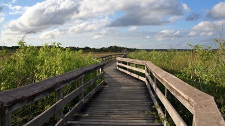 Les Everglades : excursions et curiosités