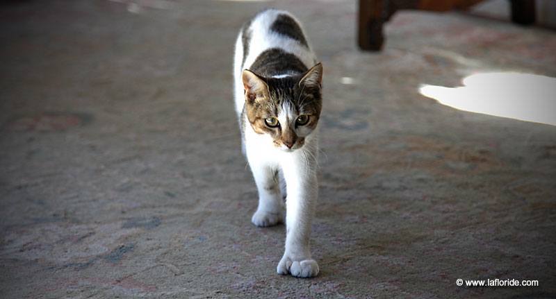 Chat à six doigts, Maison d'Hemingway