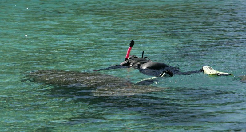 Un plongeur avec un lamantin