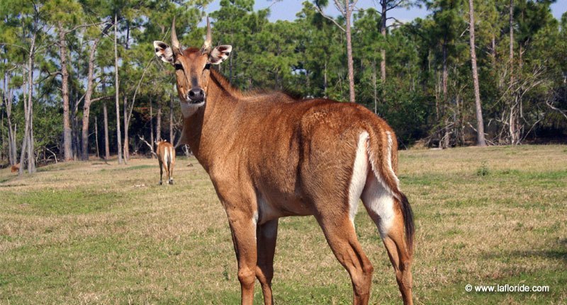 Lion Country Safari en Floride