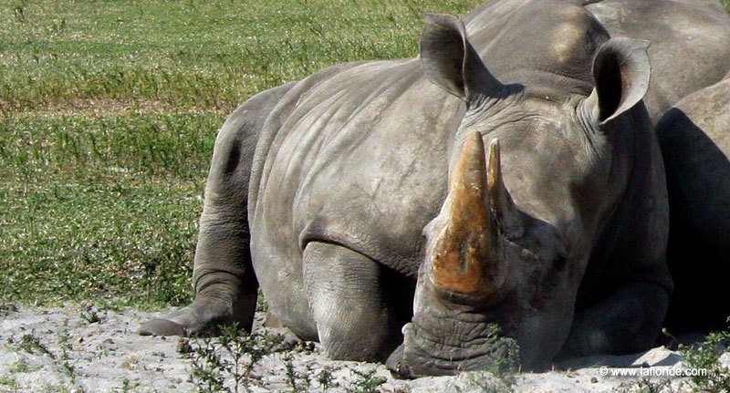 Rhinocéros au Lion Country Safari