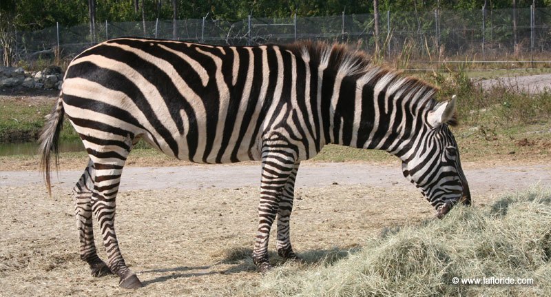 Zèbre au Lion Country Safari