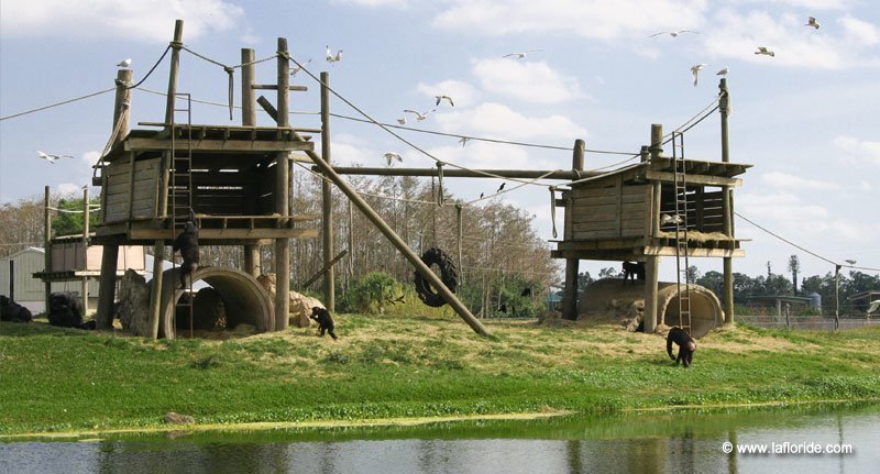 Chimpanzés au Lion Country Safari