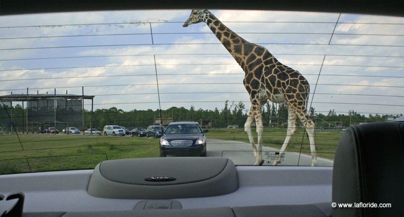 Girafe au Lion Country Safari