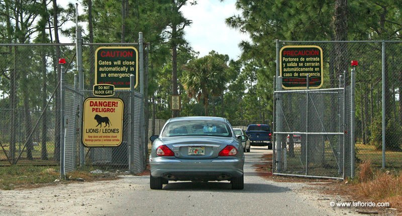 Lion Country Safari