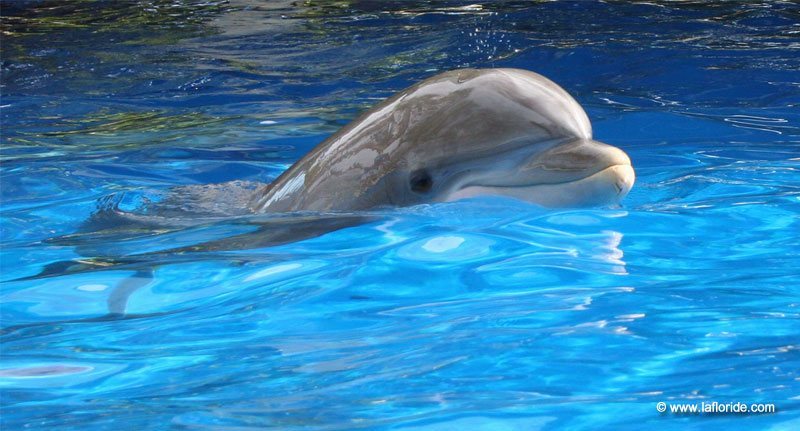 Dolphin Nursery à SeaWorld